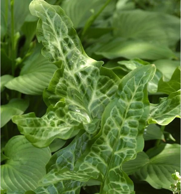 Aronstab Pictum Arum italicum Bodendecker in Orange und Grün - Bild 1