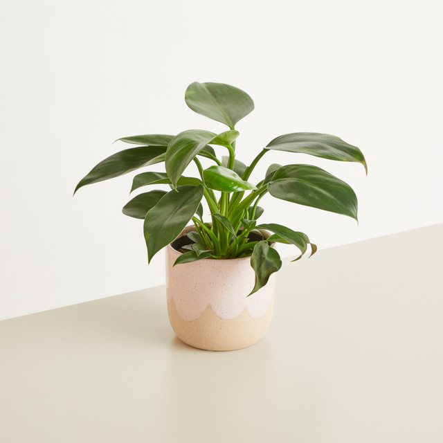 Keramik Übertopf BLUME2000 Tabletop in Rosa Sand Beige Lightpink, Höhe: 13,2 cm, Breite: 13,2 cm, Tiefe: 12,8 cm - Bild 1