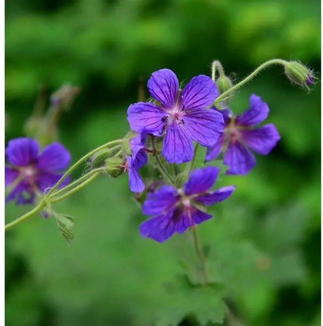 Großblütiger Storchschnabel Geranium platyanthum lila Staude für den Garten von Nr-01.de - Bild 1