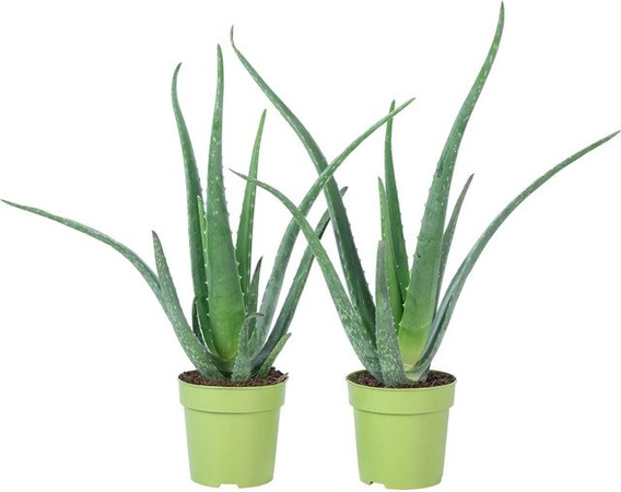 Value Greens Aloe Vera 2er-Set Grün, luftreinigende Zimmerpflanze, Topf-Ø: 12 cm, Höhe: 35 cm