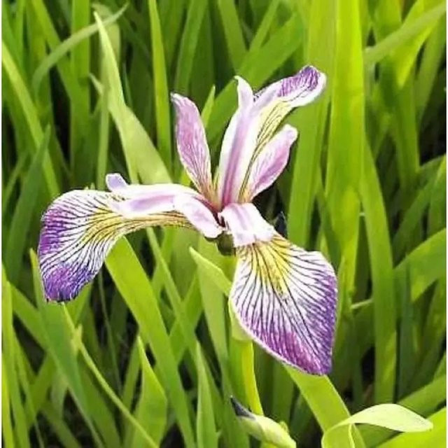 Schwertlilie Iris versicolor Kermesina lila Staude für den Garten von Nr-01.de - Bild 1