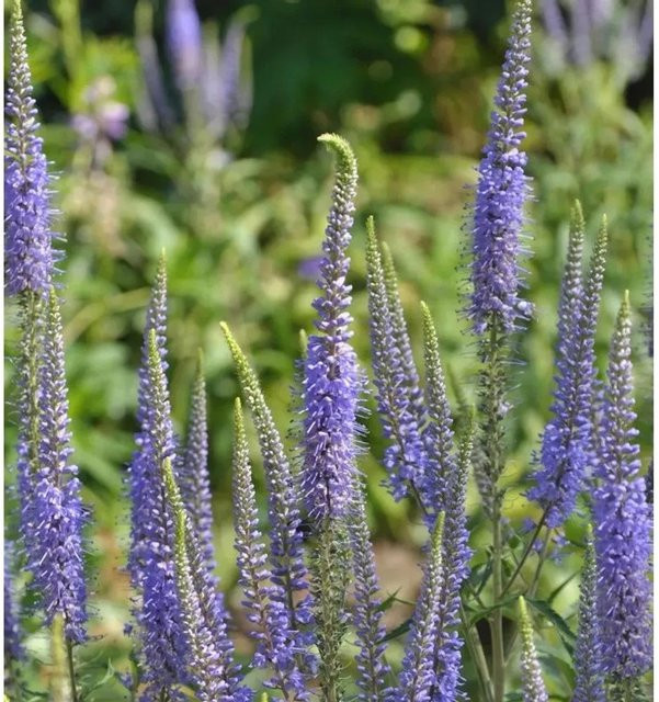 Ehrenpreis Blaue Pyramide Veronica subsessilis Blaue Staude - Bild 1