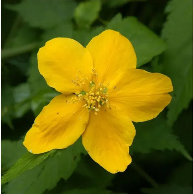 Kerria japonica Ranunkelstrauch in Gelb, Höhe: 40-60 cm - Bild 1
