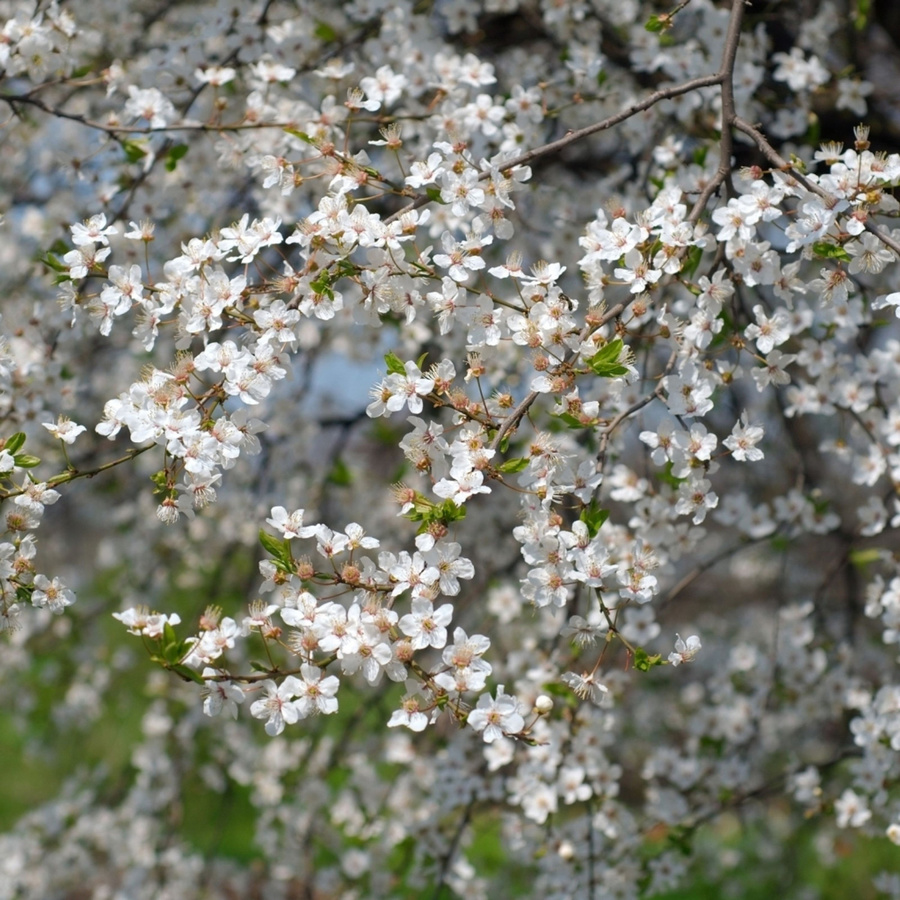Bio Vogelkirsche Obstbaum von Kwekerij Koperwiek - Bild 2