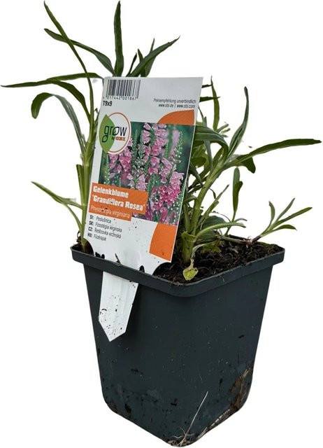GROW by OBI Physostegia Gelenkblume in Rosa als mehrjährige Pflanze im Topf mit einem Durchmesser von 9 cm - Bild 1