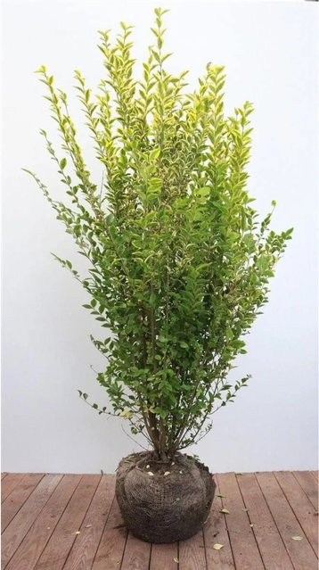 Ligustrum ovalifolium Aureum Gold-Liguster als Heckenpflanze, Höhe: 125-150 cm - Bild 1