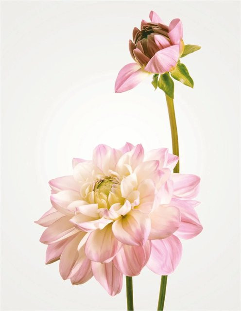 Komar Wandbild Dahlia Paper Poster Breite: 40 cm, Höhe: 50 cm - Bild 1