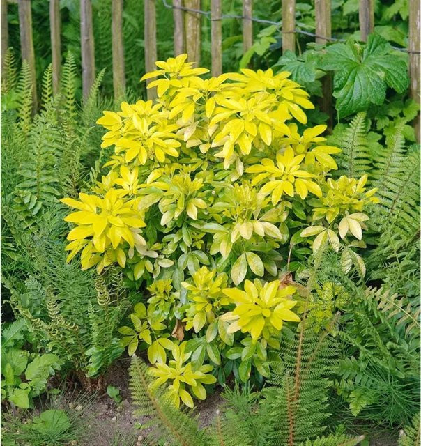 Orangenblume Choisya ternata Strauch in Grün, Gelb und Weiß, Höhe: 30-40 cm - Bild 1