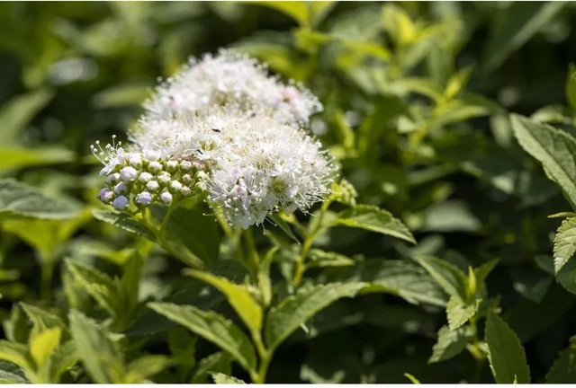 Japanische Strauchspiere Spiraea Japonica Albiflora, weißer Zierstrauch, Höhe: 30-40 cm - Bild 1