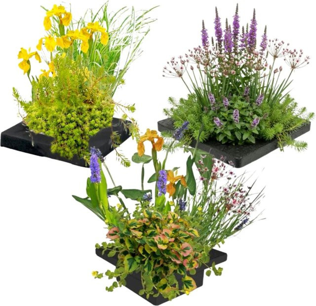 Vdvelde Teich Pflanzeninsel Set aus 3 Teilen mit 12 Wasserpflanzen und Profi-Körben in Multicolor - Bild 1