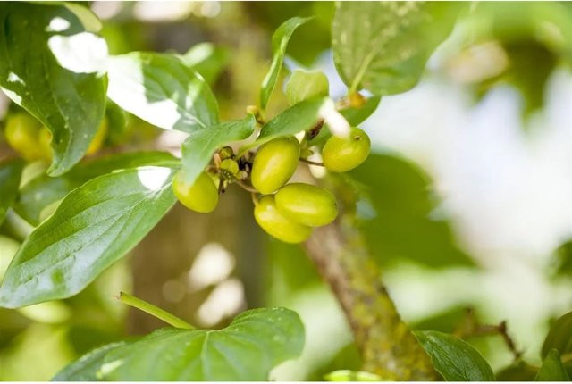 Cornus Mas Jolico Kornelkirsche mit gelben Blüten von Pflanzen für dich, Höhe: 40–60 cm - Bild 1