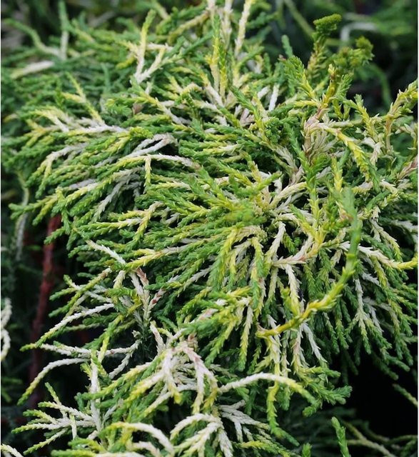 Gelbe Hinoki Scheinzypresse Tsatsumi Gold Chamaecyparis obtusa Hochstamm von Nr-01.de - Bild 1
