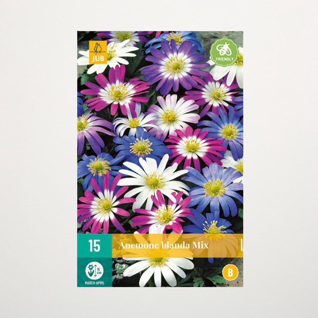 Balkan-Windröschen Mix von BLUME2000 mit 15 Knollen - Bild 1