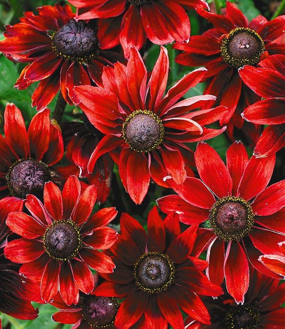 Rudbeckia Cherry Brandy Sonnenhut - Bild 1