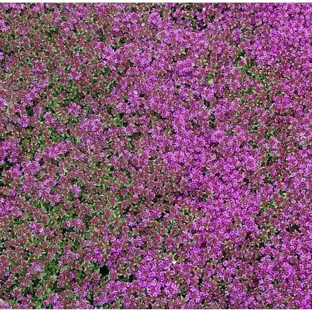 Zitronenquendel Creeping Red Thymus praecox als roter Bodendecker und Gewürzpflanze von Nr-01.de - Bild 1