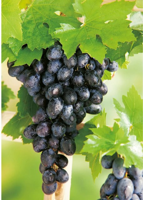 GROW by OBI Weinrebe Centuri Vitis vinifera im Topf, Höhe: 20 - 30 cm - Bild 1