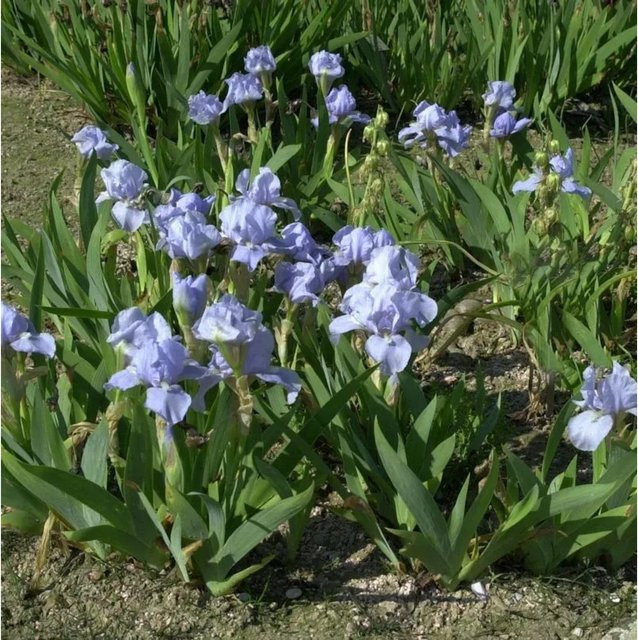 Zwergschwertlilie Eiswürfel Iris barbata nana als Beetpflanze für Steingärten von Nr-01.de - Bild 1