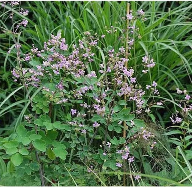 Thalictrum delavayi Chinesische Wiesenraute, lila mehrjährige Solitärpflanze für Bauerngärten und Schnittblumen - Bild 1