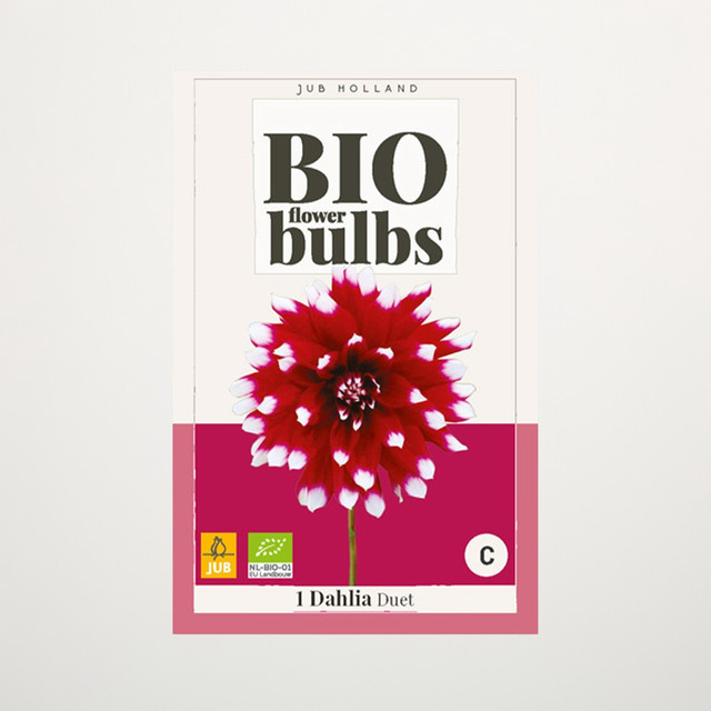 BIO Dahlie Duet Knolle von BLUME2000 - Bild 1