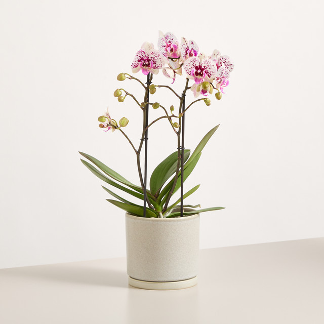 Phalaenopsis Polka Dots Orchidee von BLUME2000 in Weiß und Lila - Bild 1