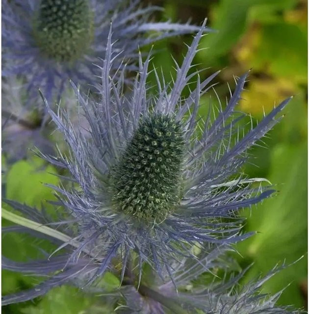 Alpen Mannstreu Blue Star Eryngium alpinum Blaue Staude von Nr-01.de - Bild 1