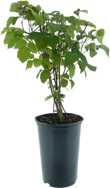 Himbeere Zefa 3 Herbsternte Rubus idaeus Rot, Höhe: 20 - 30 cm - Bild 1