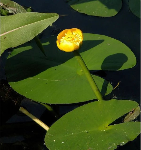 Japanische Seerose Nuphar japonica für Gartenteiche und Aquarien, Gelb - Bild 1