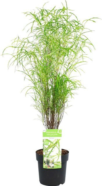 GROW by OBI Rhamnus Farnblättriges Pulverholz Fine Line, Grün, Höhe: 55 cm, Topf 5 - Bild 1