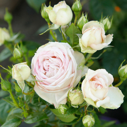 KORDES ROSEN Edelrose Madame Anisette in Rosa mit creme-beigen gefüllten Blüten - Bild 3