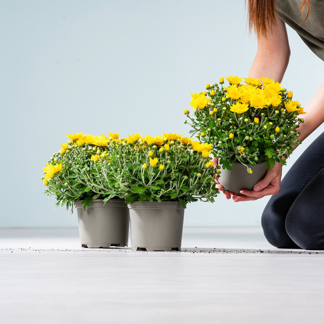 3er Set Gelbe Chrysantheme Garden Mums von BLUME2000 als Garten- und Balkonpflanze - Bild 1