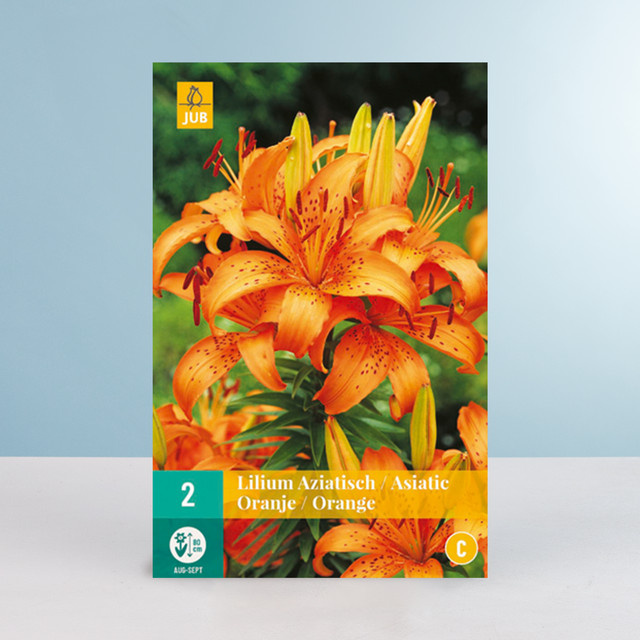 Asiatische Lilie in Orange von BLUME2000 mit 2 Knollen für Balkon und Terrasse - Bild 1
