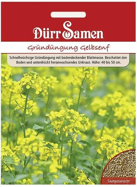 Dürr Gelbsenf Samen zur Gründüngung, 250 g - Bild 1