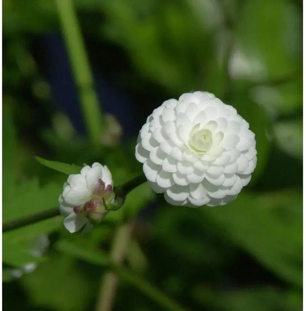 Weißer Hahnenfuß Pleniflorus Ranunculus aconitifolius als mehrjährige Staude in Weiß - Bild 1