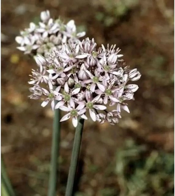 Zierlauch Allium nigrum in Weiß als mehrjährige Pflanze für deinen Garten - Bild 1
