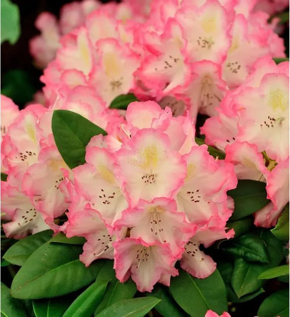 INKARHO Rhododendron Saskia Alpenrose als großblumiger Strauch in Pink, Höhe: 40-50 cm - Bild 1