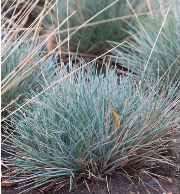 Stachel Schwingel Festuca punctoria als grüne mehrjährige Staude für deinen Garten - Bild 1