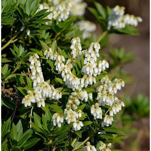 Pieris japonica Prelude Schattenglöckchen Lavendelheide, weiße Blüten, Höhe: 50-60 cm - Bild 1