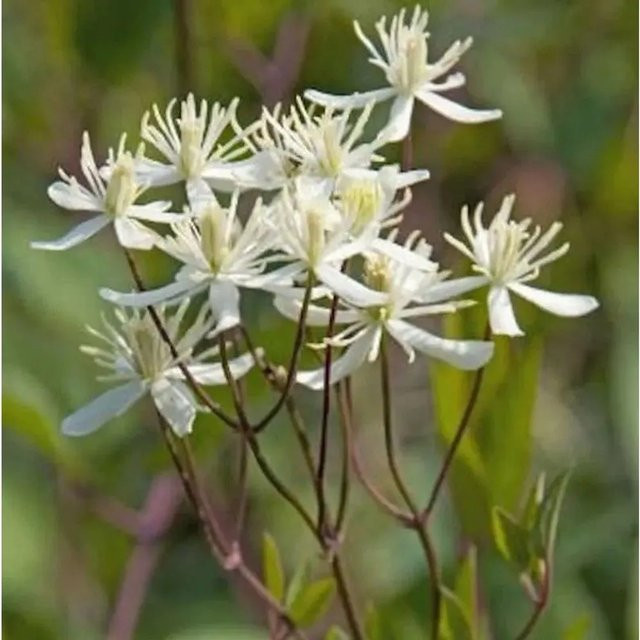 Clematis recta Staudenclematis Purpurea in Lila für deinen Garten - Bild 1