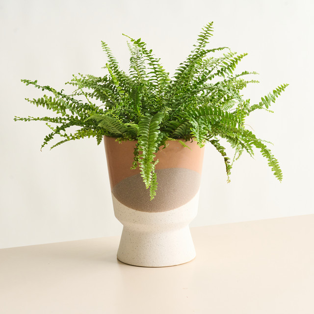 Keramik Übertopf mit Sockel von BLUME2000 in Braun und Sand, modernes Design für den Tisch, Höhe: 19 cm, Breite: 19 cm, Tiefe: 28 cm - Bild 1