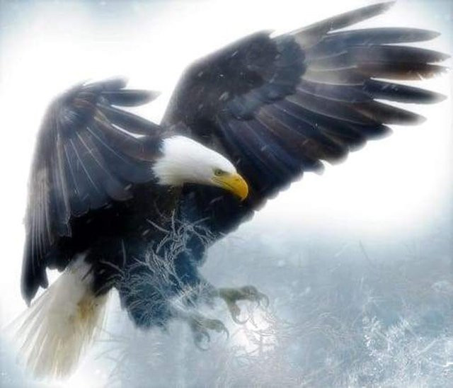 FIYO 5D Diamond Painting Set Arctic Eagle Muster in Schwarz und Multicolour, Breite: 30 cm, Höhe: 20 cm - Bild 1