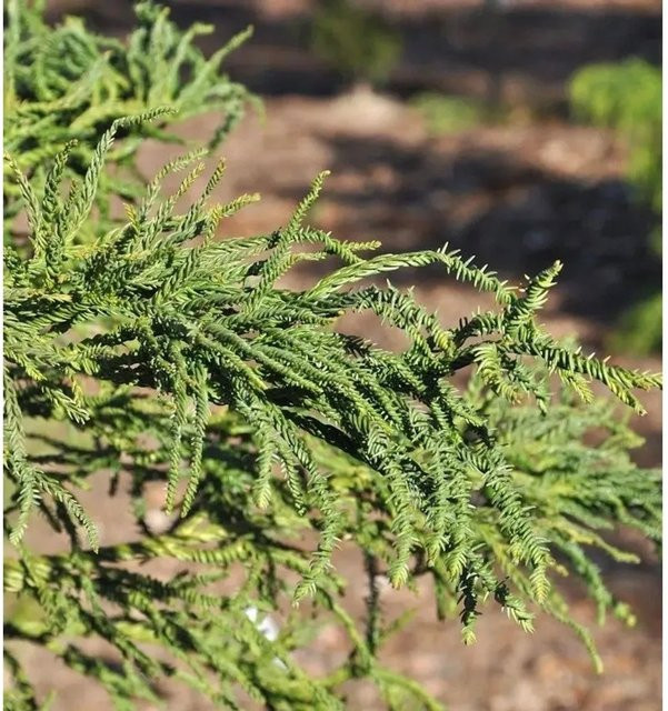 Sicheltanne Cryptomeria japonica grün, Höhe: 100-125 cm von Nr-01.de - Bild 1