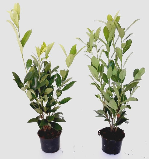 30 Kirschlorbeer-Pflanzen Prunus laurocerasus von Pflanzen-Boering als Hecke, Sichtschutz und Windschutz, Farbe: Grün, Höhe: 40-50 cm - Bild 1
