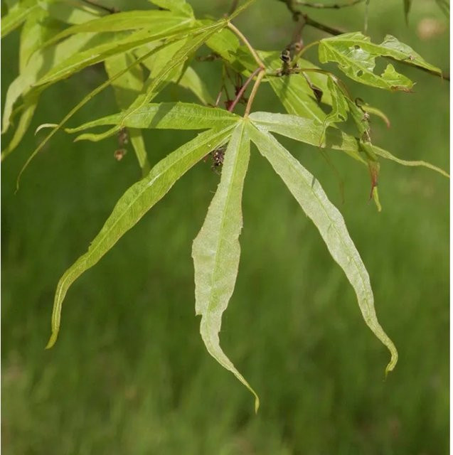 Schmalblättriger Fächer Ahorn Acer palmatum als Zierstrauch und Baum in Grün, Höhe: 125-150 cm - Bild 1