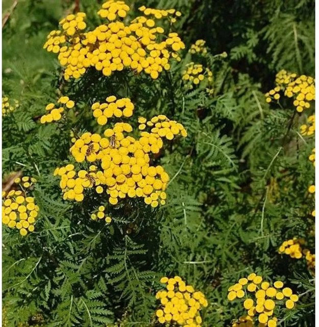 Wurmkraut Tanacetum vulgare von Nr-01.de als mehrjährige Pflanze im Topf - Bild 1