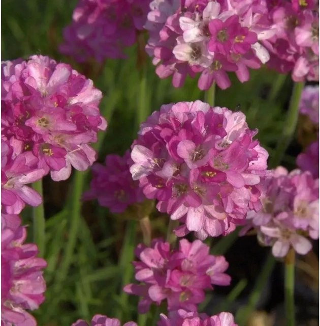 Armeria maritima Strandnelke als mehrjährige Pflanze im Topf für Steingärten - Bild 1
