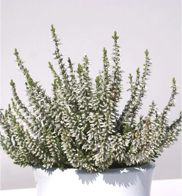 10x Calluna vulgaris Knospenheide Gardengirls Madonna in Lila - Bild 1