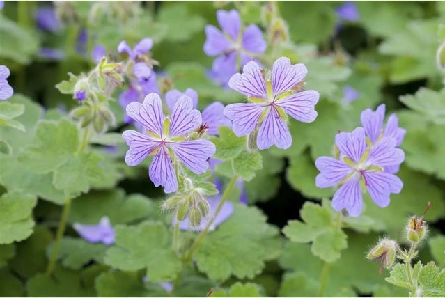Geranium Renardii Kaukasus Storchschnabel Pflanze im 9x9 cm Topf - Bild 1