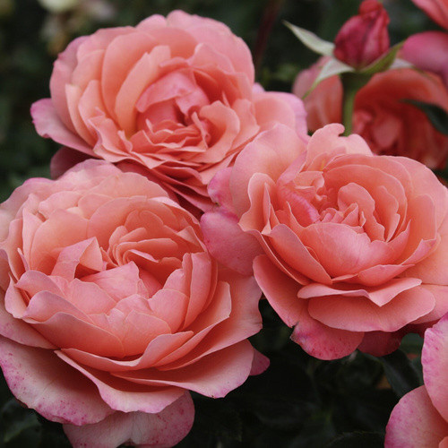 KORDES ROSEN Beetrose Coral Lions Rose in Orange und Apricot, gut gefüllte Blüten - Bild 2