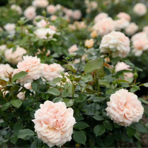 KORDES ROSEN Beetrose Garden of Roses in Rosa, gefüllte Blüte, Zierstrauch für den Garten - Bild 3
