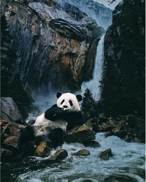 FIYO Diamant Malerei Kreuzstich Set Panda, Tier, Grau, 20x30cm - Bild 1